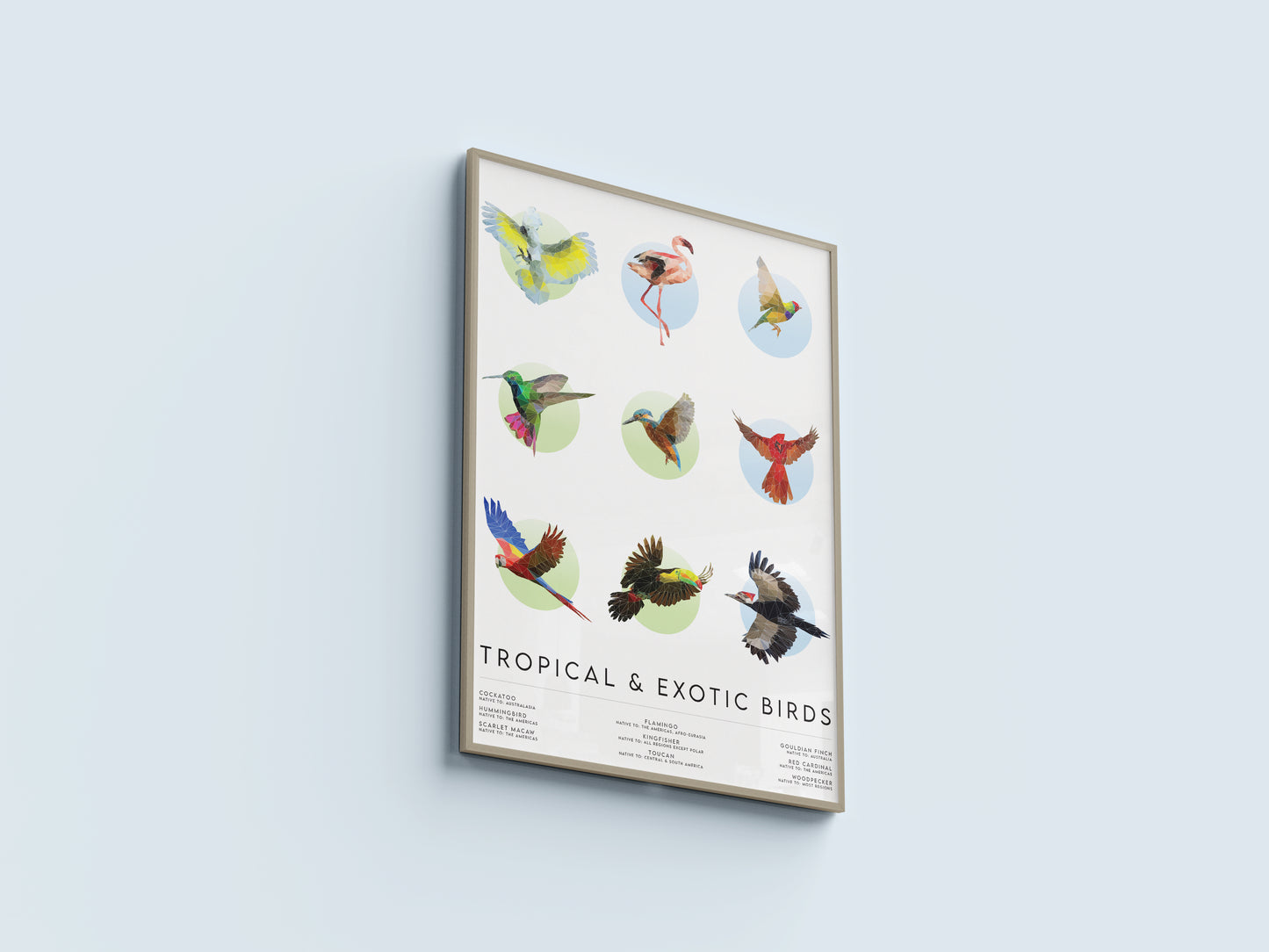 Tropical & Exotic Birds