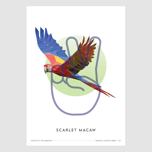 Scarlet Macaw