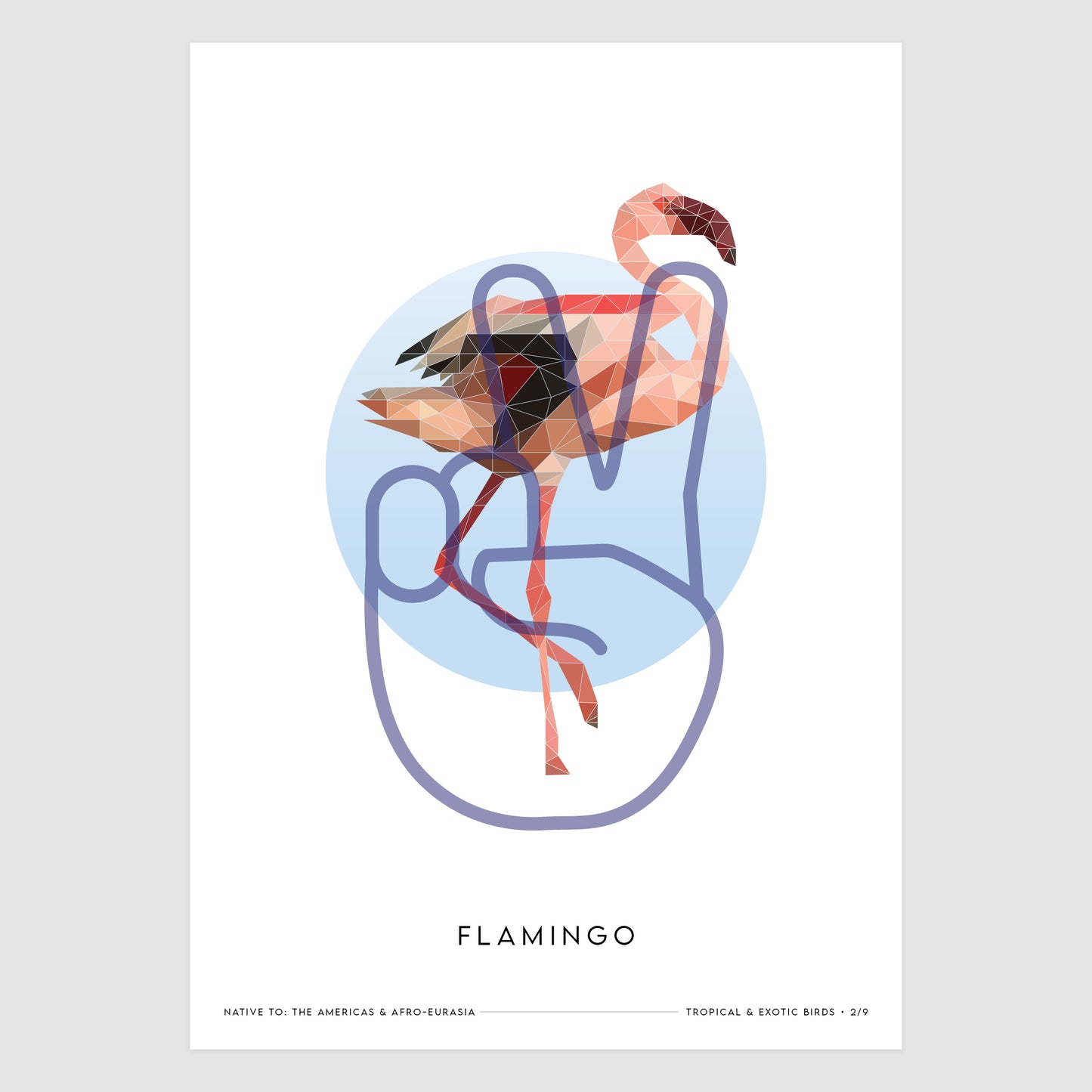 Flamingo