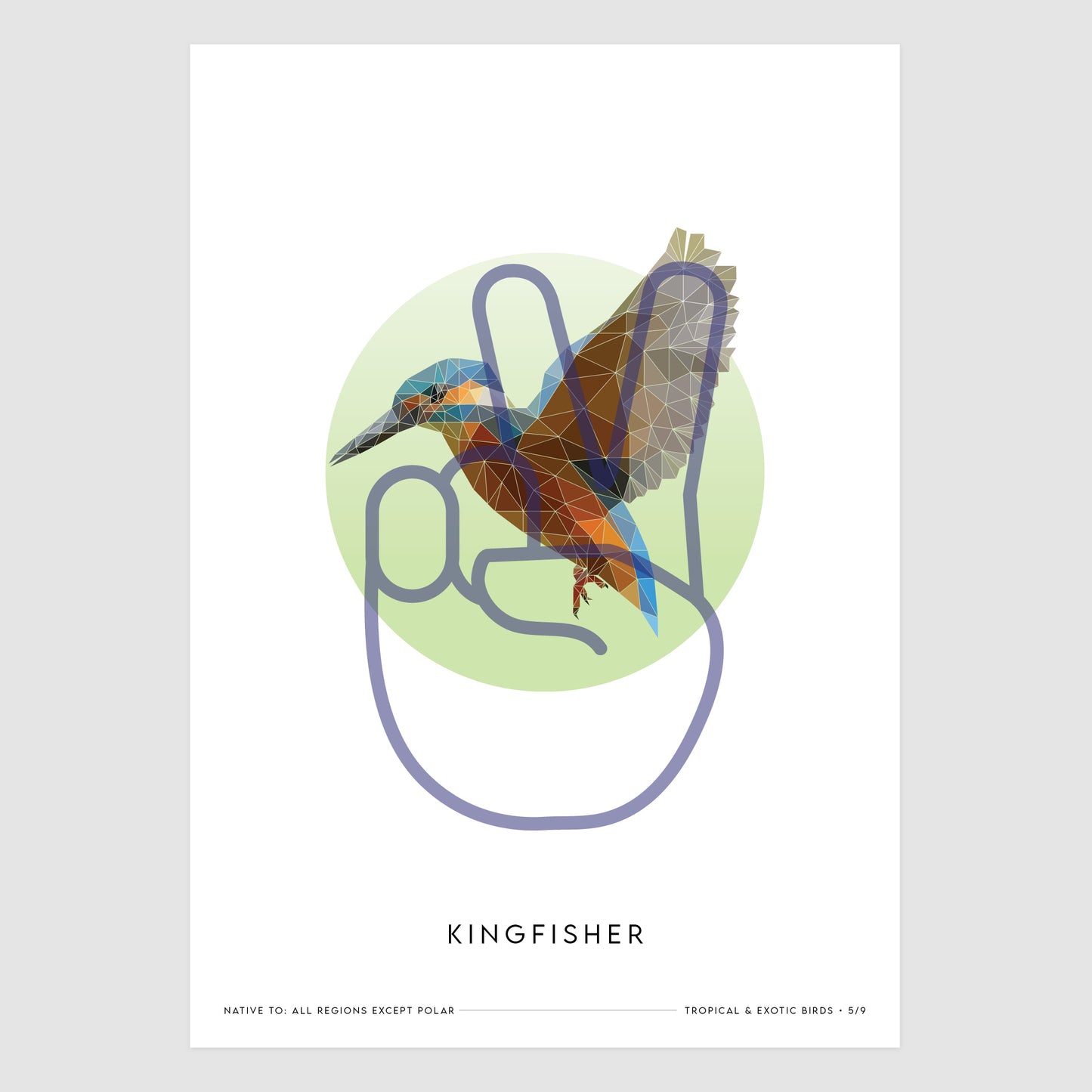Kingfisher